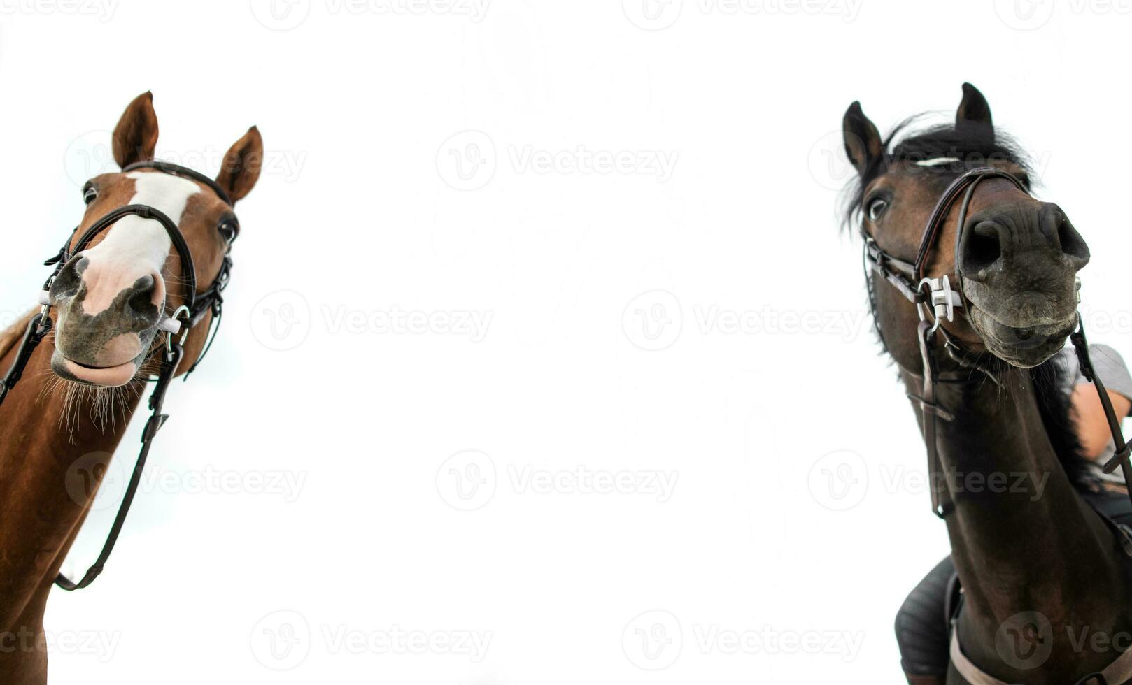 Two horses looking down. White background. Empty space between. photo