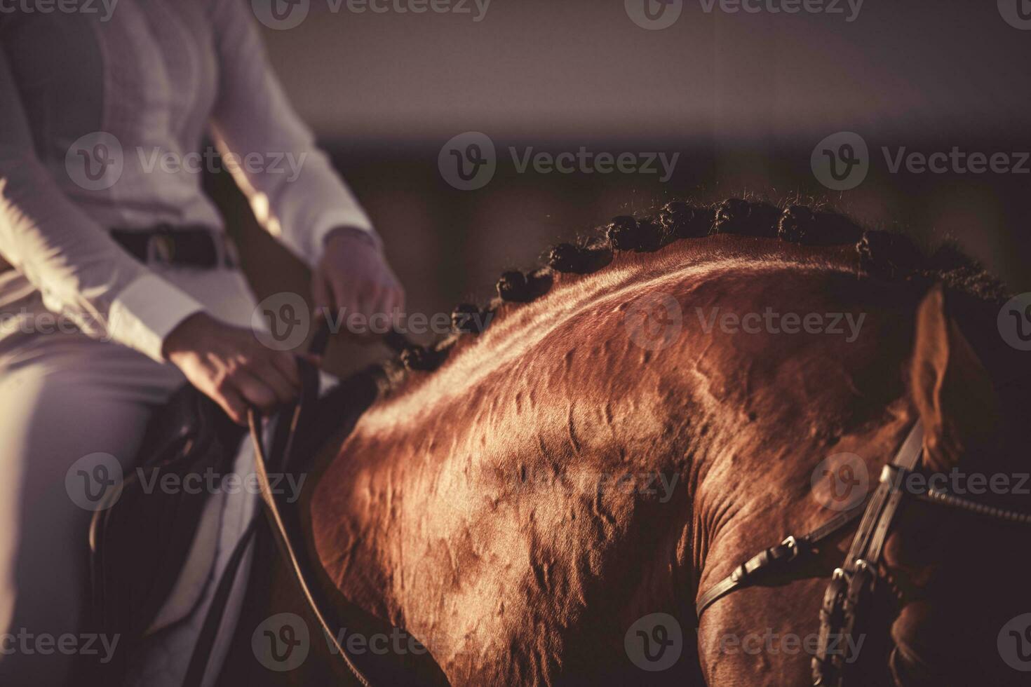 Equestrian Woman rider on the horse holding reins at sunset. Recreational and Sport Horse Riding Theme. photo
