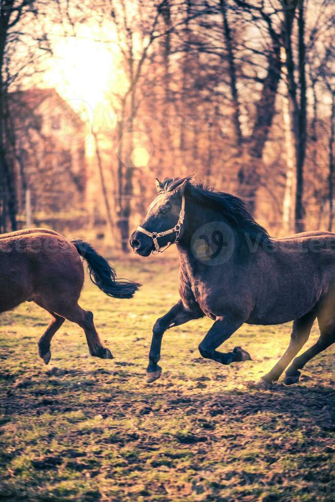 Two Hucul Pony Horses running together. photo