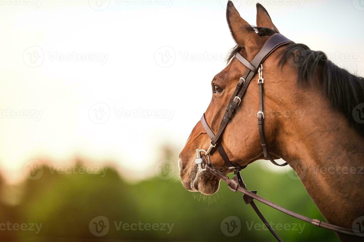 Side view of a horse head with bridle and horse bit. Equestrian theme. photo