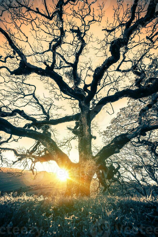 Old Tree Sunset photo