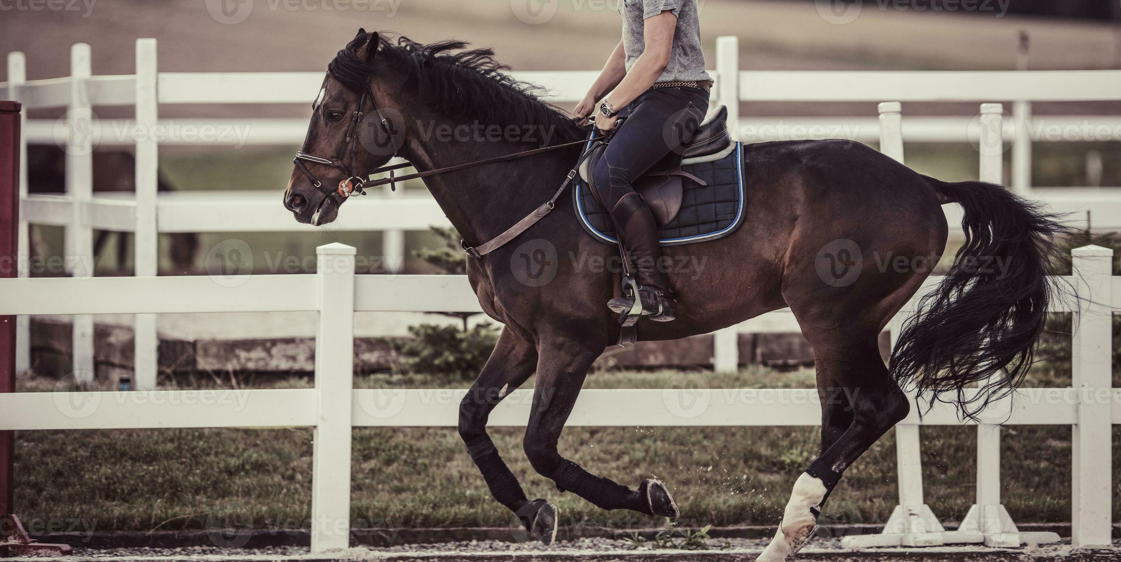 Equestrian show jumping horse training. Equestrian theme. 26284216 Stock Photo at Vecteezy