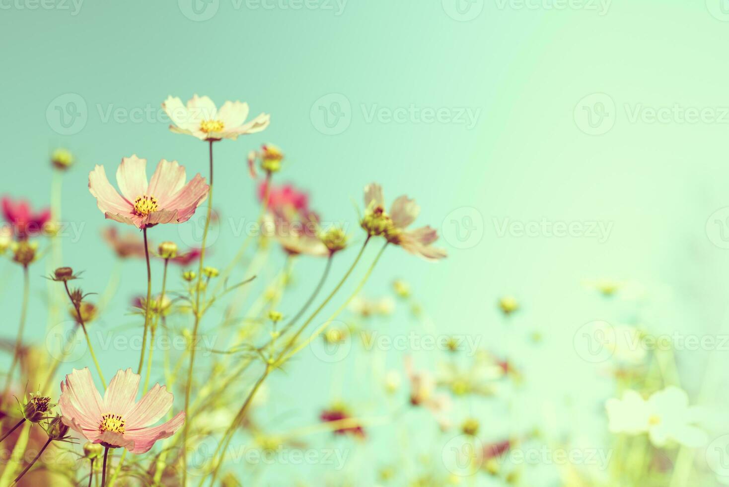 Beautiful Pink Flower on Clean Blue Sky Background photo