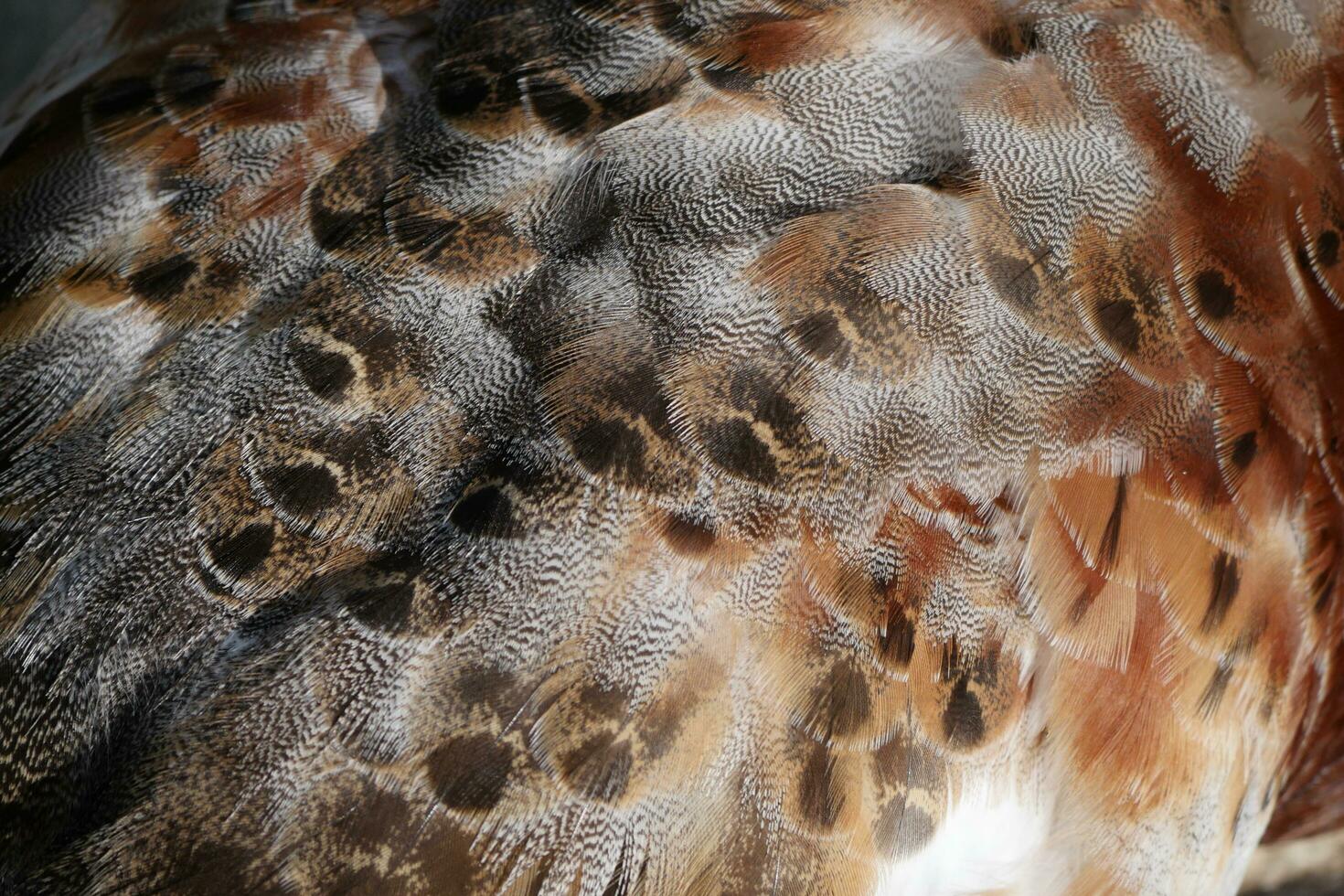 plumage on a duck's back photo