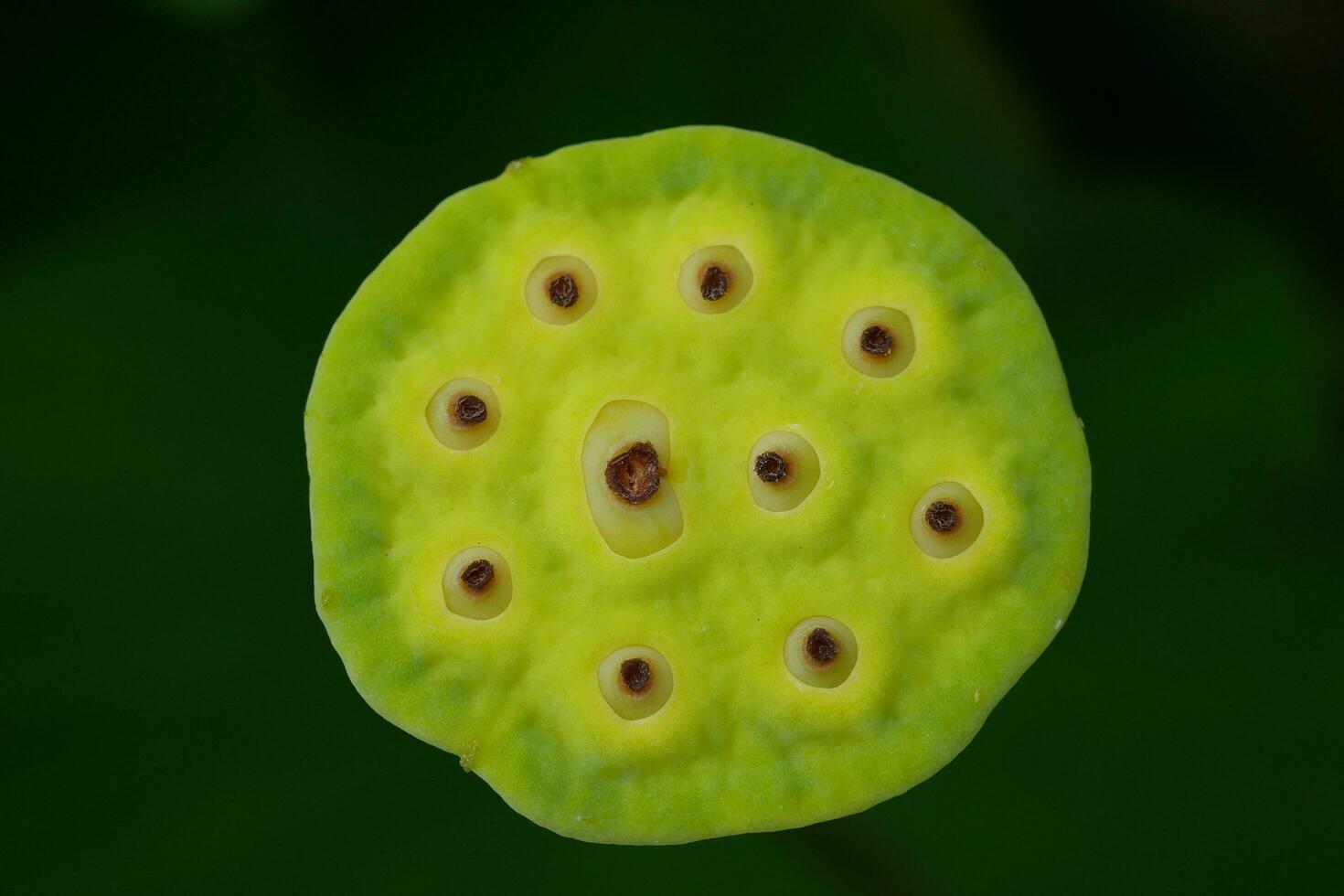 lotus seed head photo