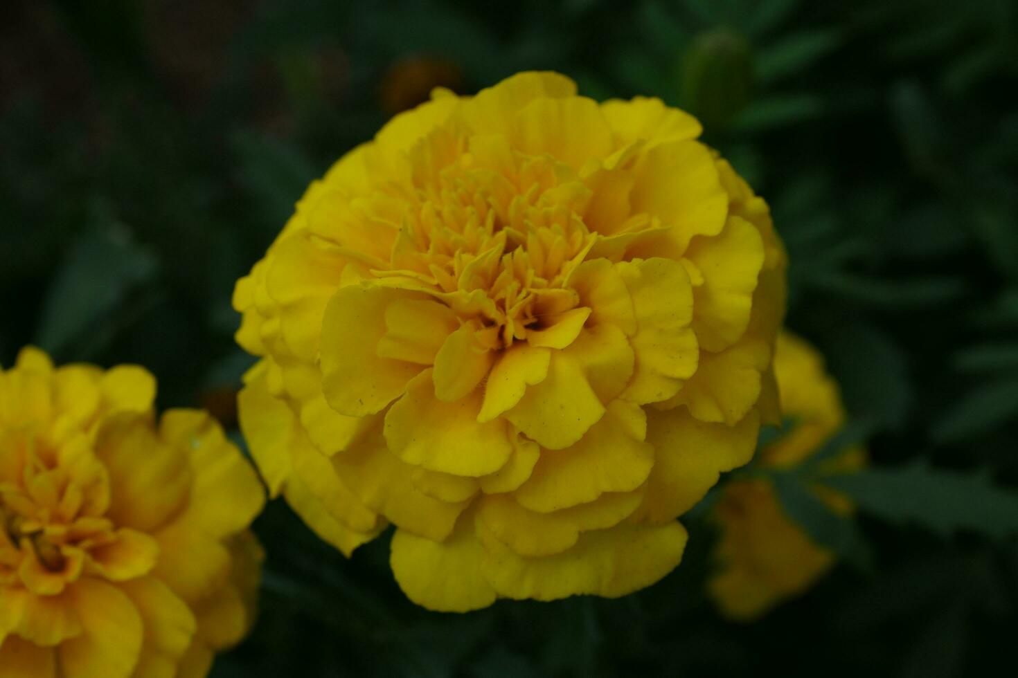 yellow marigold with more in background 26285245 Stock Photo at Vecteezy