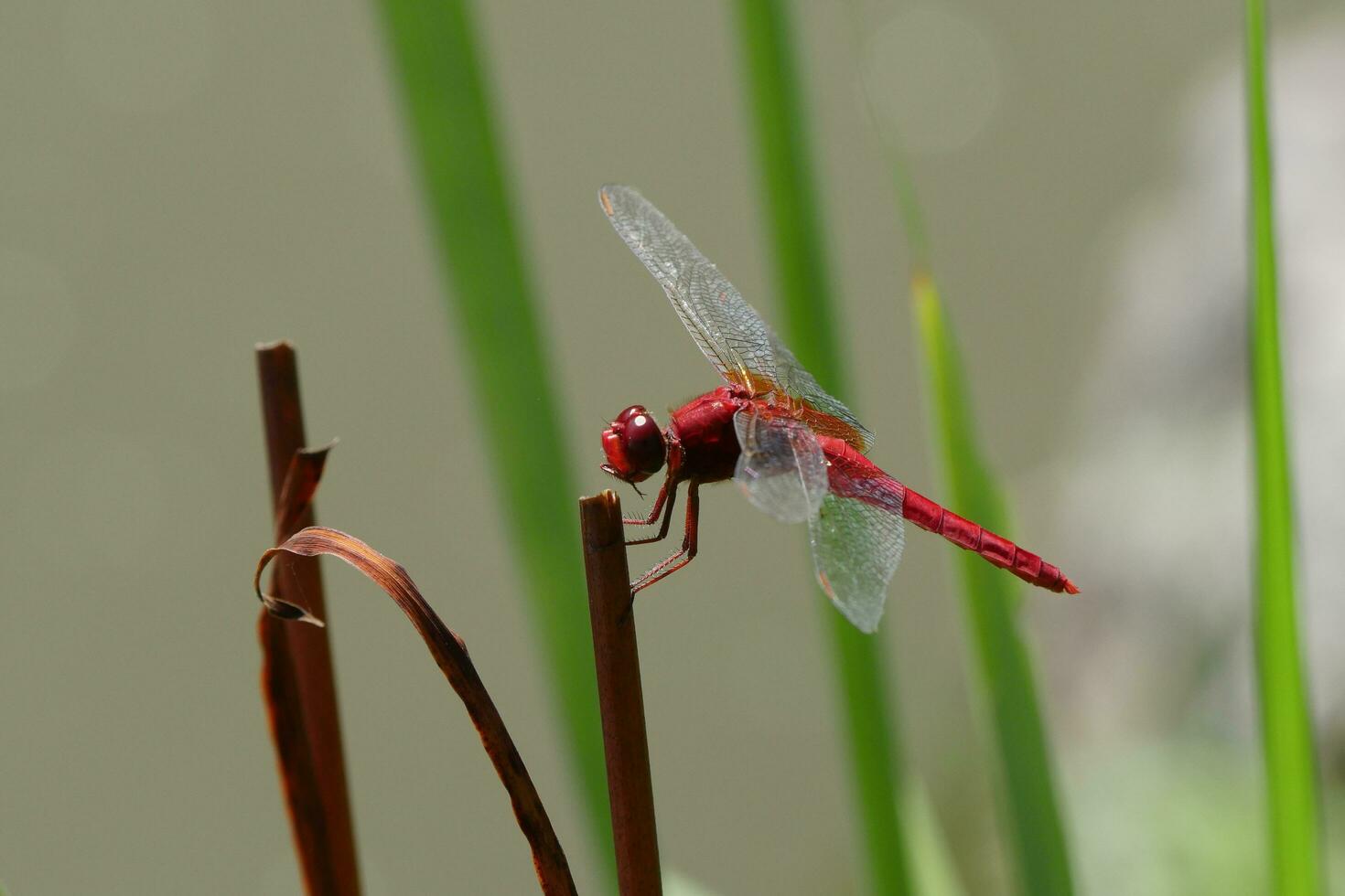 red dragonfly on reeds photo