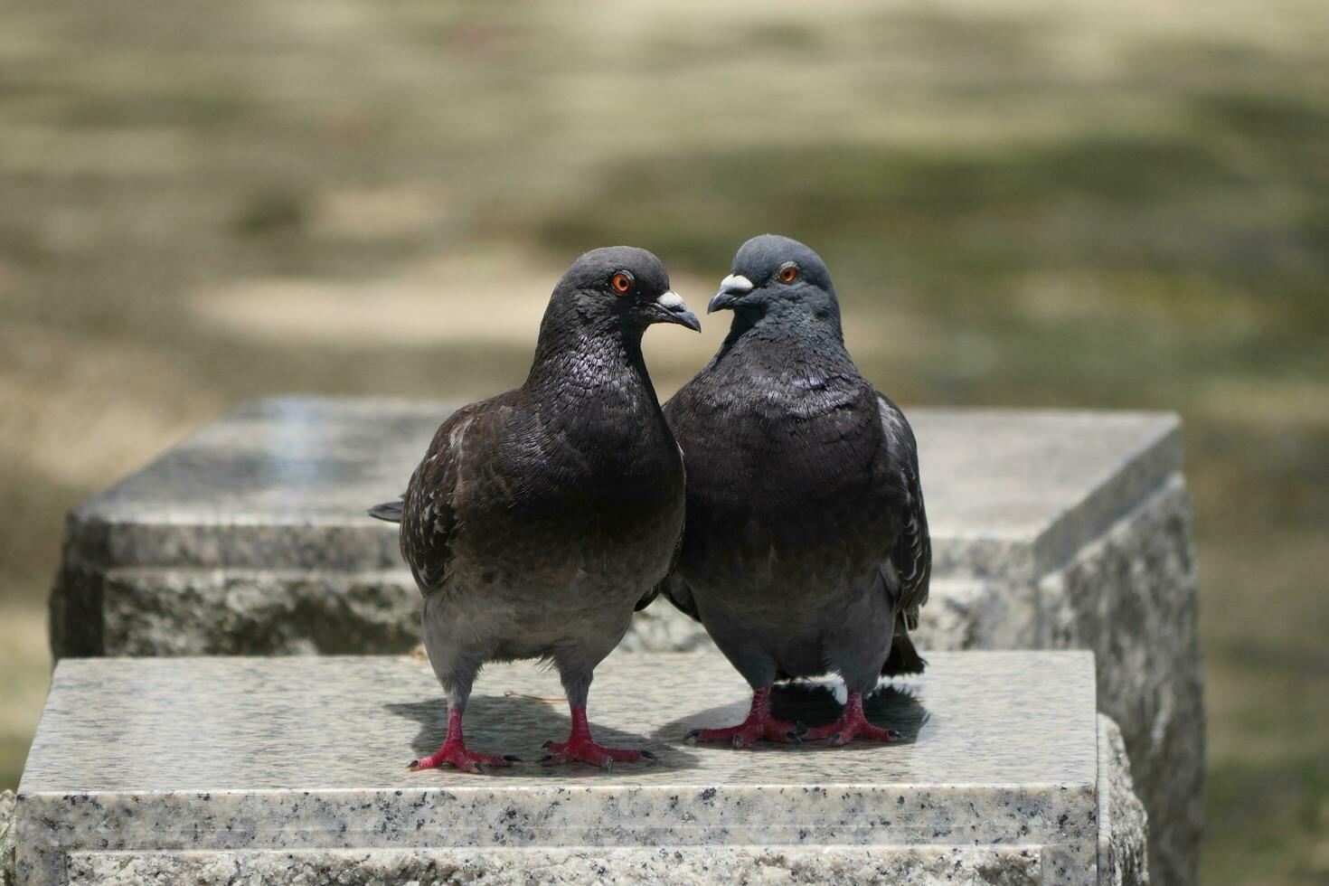 pigeons or love birds photo