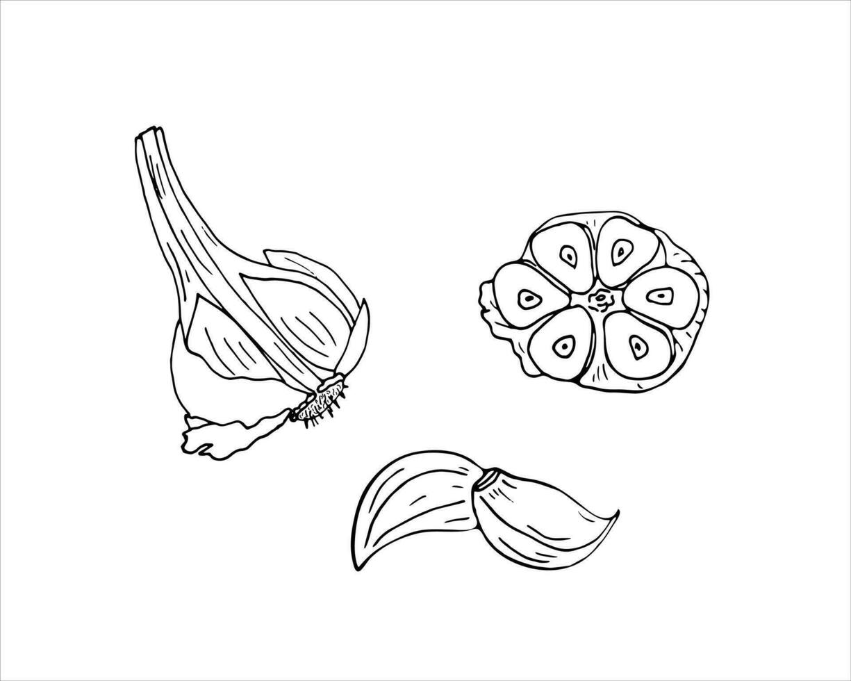Hand drawn garlic set. Garlic line drawing vector on white background