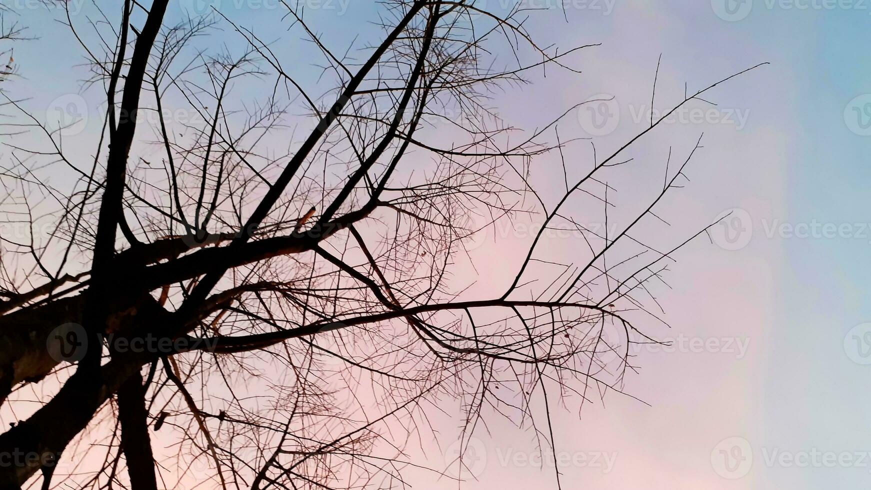Create beauty landscape, with pink, blue sky looking up leafless tree. Nature atmosphere evening is bright and charming in countryside, Thailand. photo