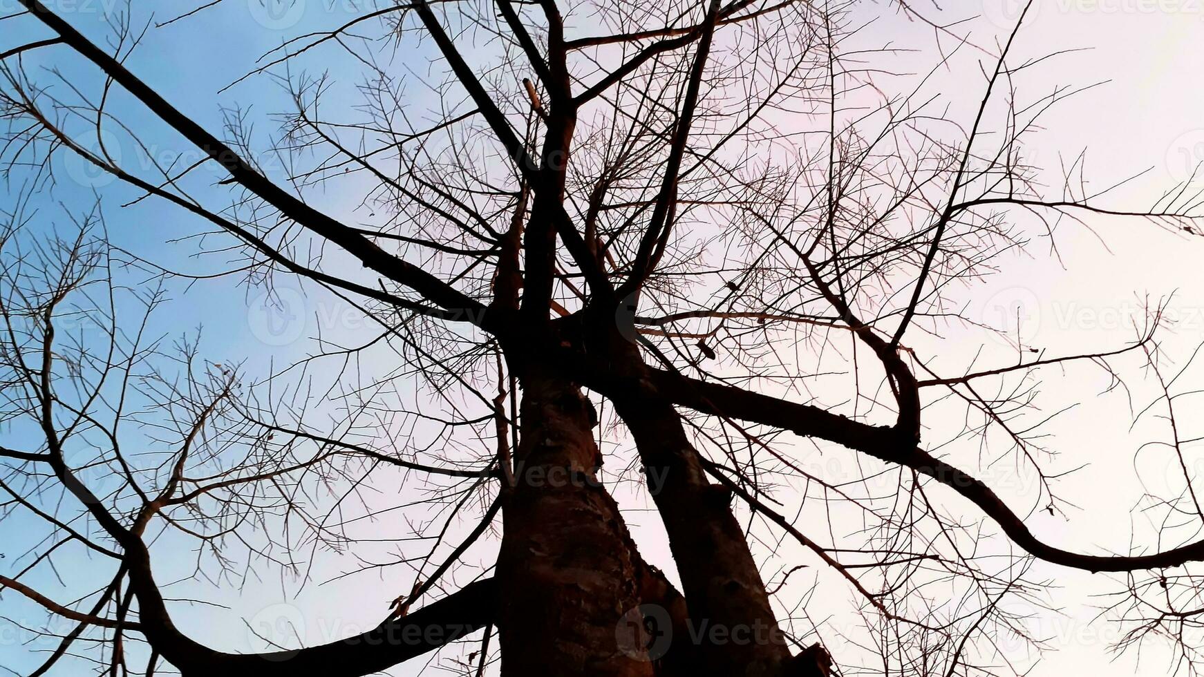 crear belleza paisaje, con rosa, azul cielo mirando arriba sin hojas árbol. naturaleza atmósfera noche es brillante y encantador en campo, tailandia foto