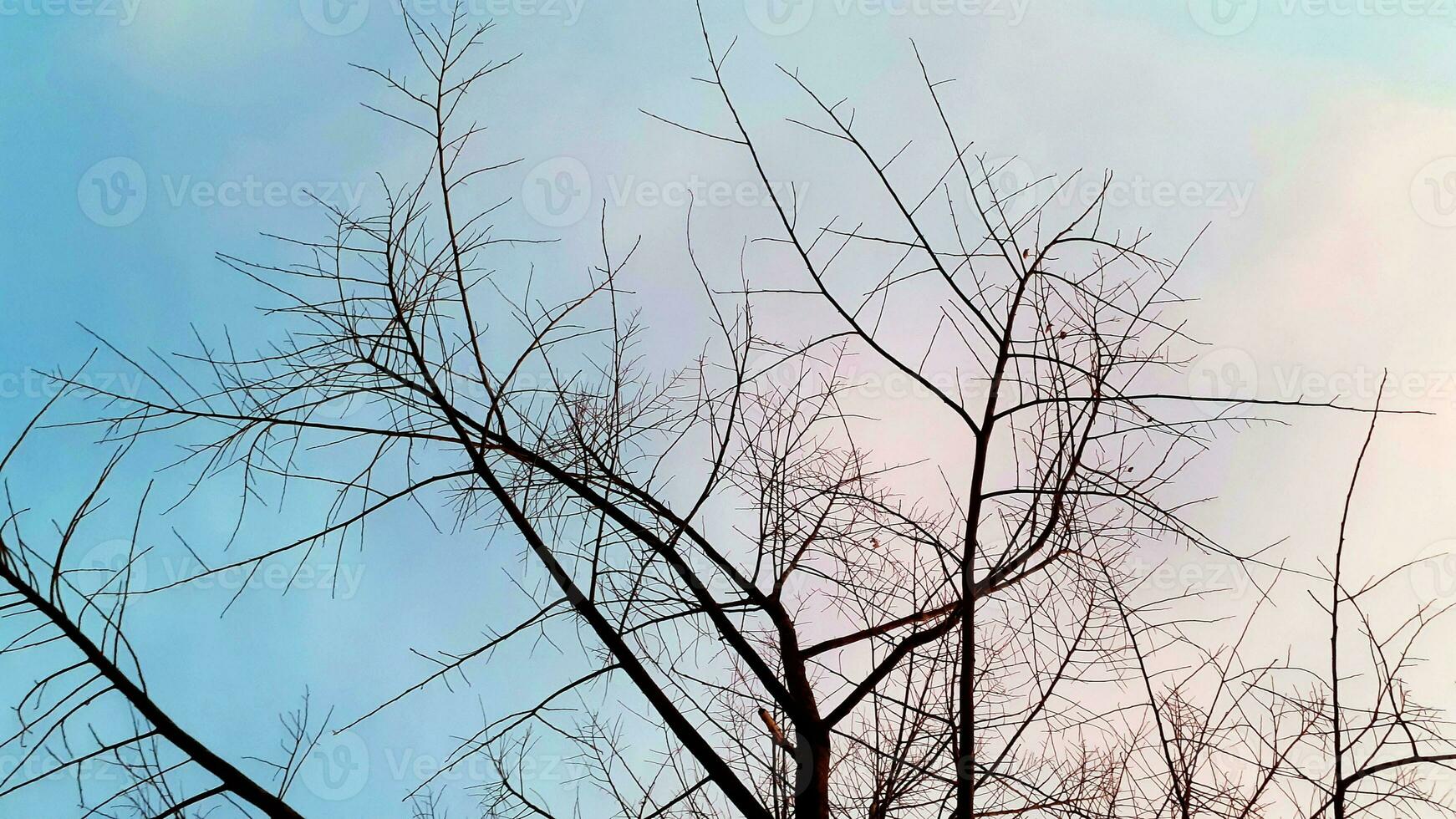 Create beauty landscape, with pink, blue sky looking up leafless tree. Nature atmosphere evening is bright and charming in countryside, Thailand. photo