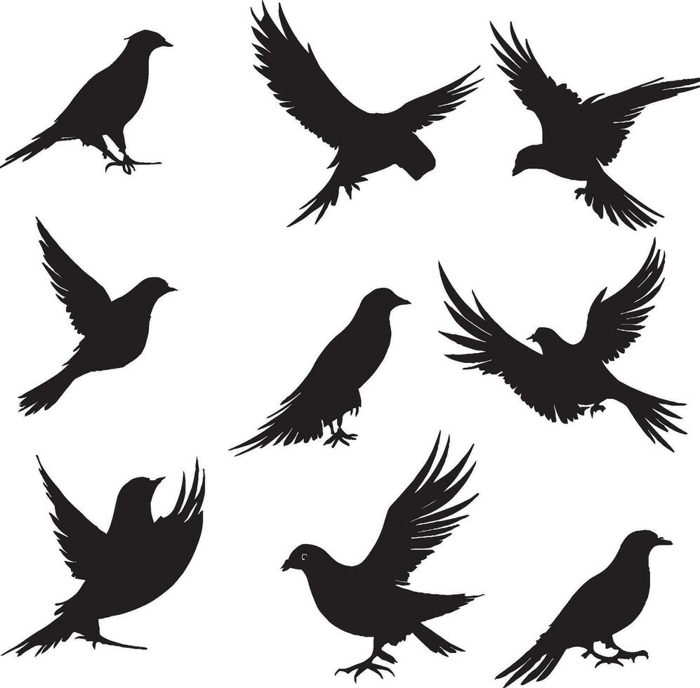 Pigeon silhouette set in white background vector