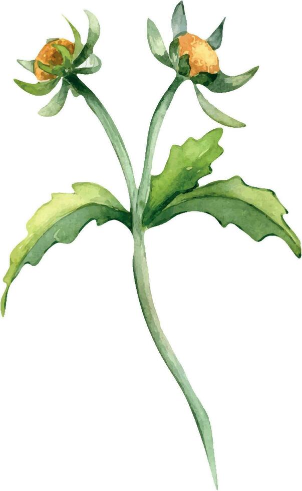 Biden tripartito medicinal planta acuarela ilustración aislado en blanco antecedentes. árbol lóbulo mendigo amarillo flor, útil hierba rebaba maravilla mano dibujado. diseño para etiqueta, paquete, tarjeta postal vector