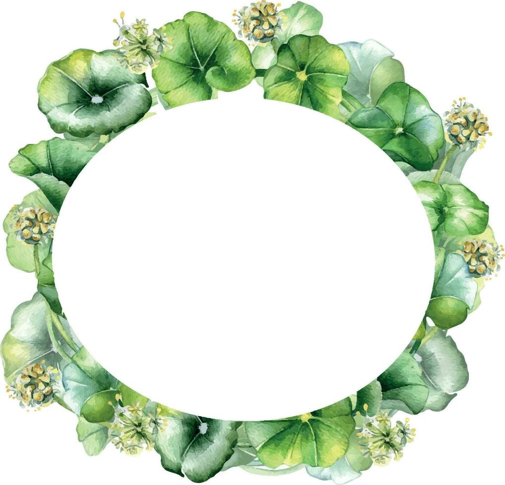 Frame of centella asiatica, herbal plants watercolor illustration isolated on white. Pennywort, gotu kola, rounded leaves wreath hand drawn. Design for package, label, herbal plants collection vector