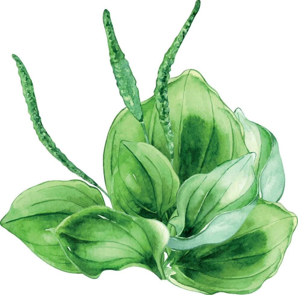 plantago de hoja ancha medicinal planta acuarela ilustración aislado en blanco antecedentes. plátano, verde hojas, útil hierba, psyllium mano dibujado. diseño para etiqueta, paquete, tarjeta postal vector