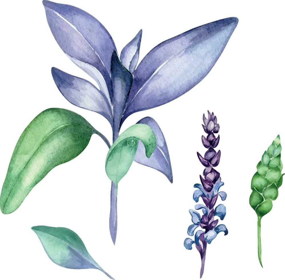 sabio herbario planta acuarela ilustración aislado en blanco antecedentes. salvia officinalis, púrpura hojas, útil hierba mano dibujado. diseño para etiqueta, paquete, tarjeta postal vector