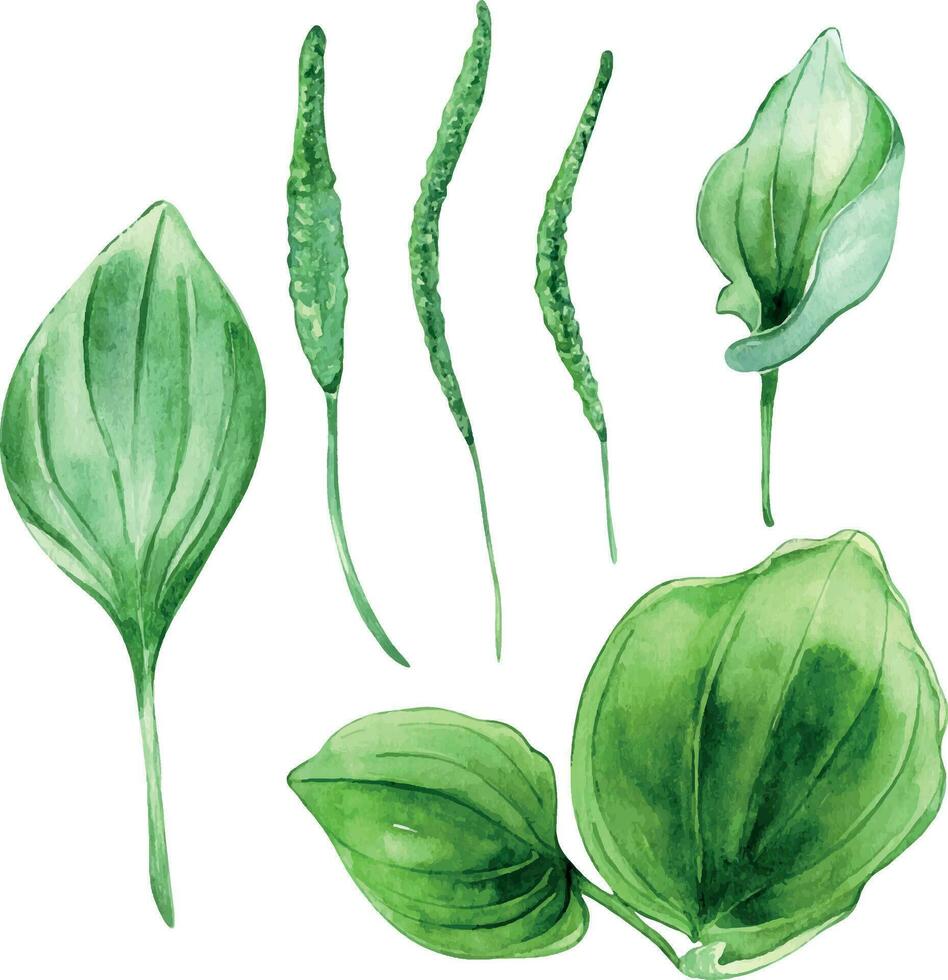 plantago de hoja ancha medicinal planta acuarela ilustración aislado en blanco antecedentes. plátano, verde hojas, útil hierba, psyllium mano dibujado. diseño para etiqueta, paquete, tarjeta postal vector