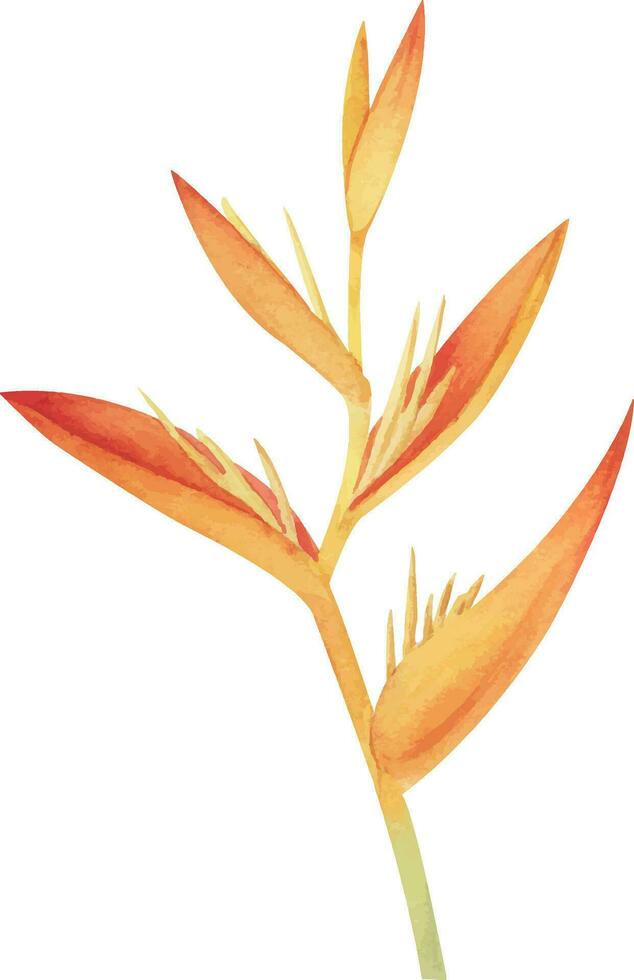 Watercolor illustration with realistic branch of strelitzia. Bird of paradise flower clipart painted in watercolor. Botanical illustration of heliconia vector
