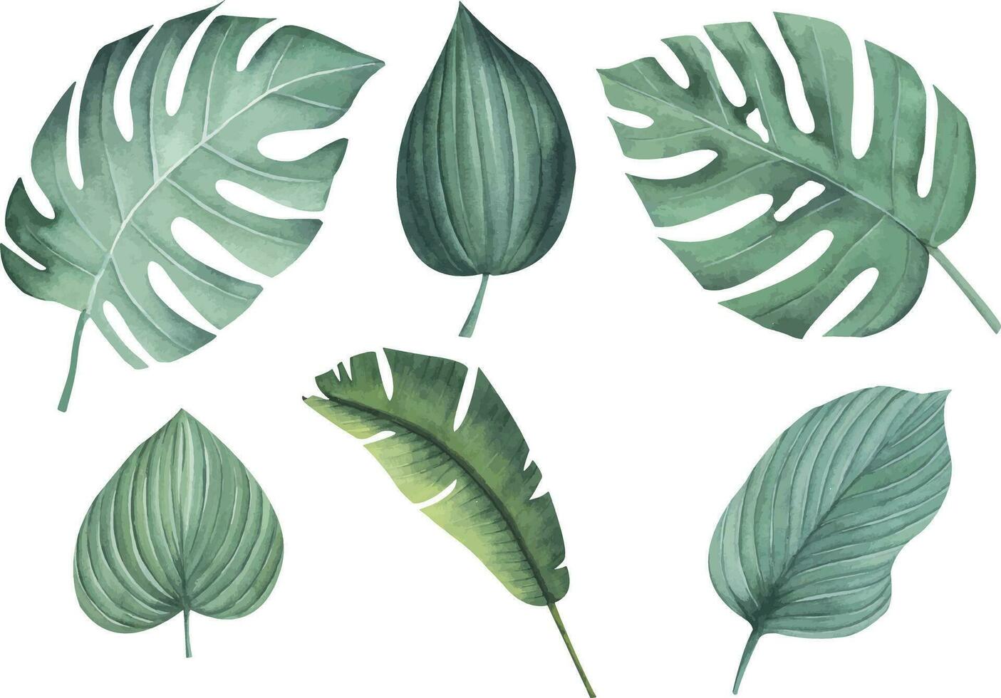 Set of tropical palm leaves isolated without background. Watercolor exotic plant. Hand drawing botanical illustration. jungle design. vector