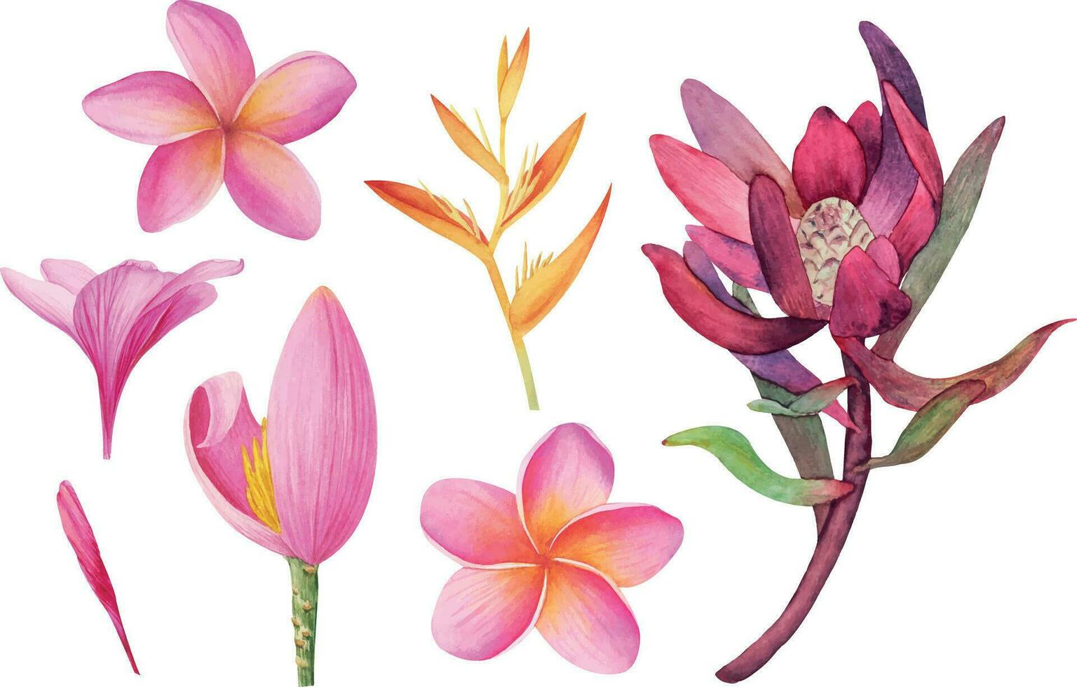 Vector tropical Plumeria, Protea, Banana flowers cliparts isolated without background. Botanical watercolor illustration of tropical plants. Perfect for cards, invitations, wedding and summer designs