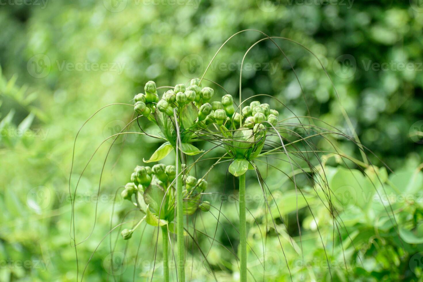 Three tacca leontopetaloides or polynesian arrowroot in the wild photo