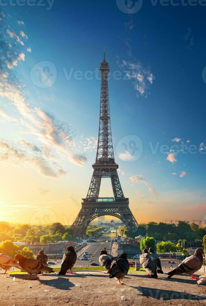 Eiffel Tower and doves photo