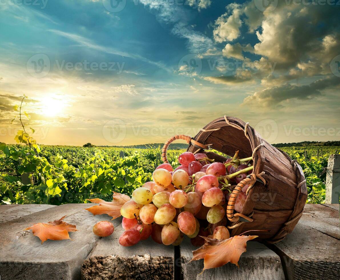 Grapes on table photo