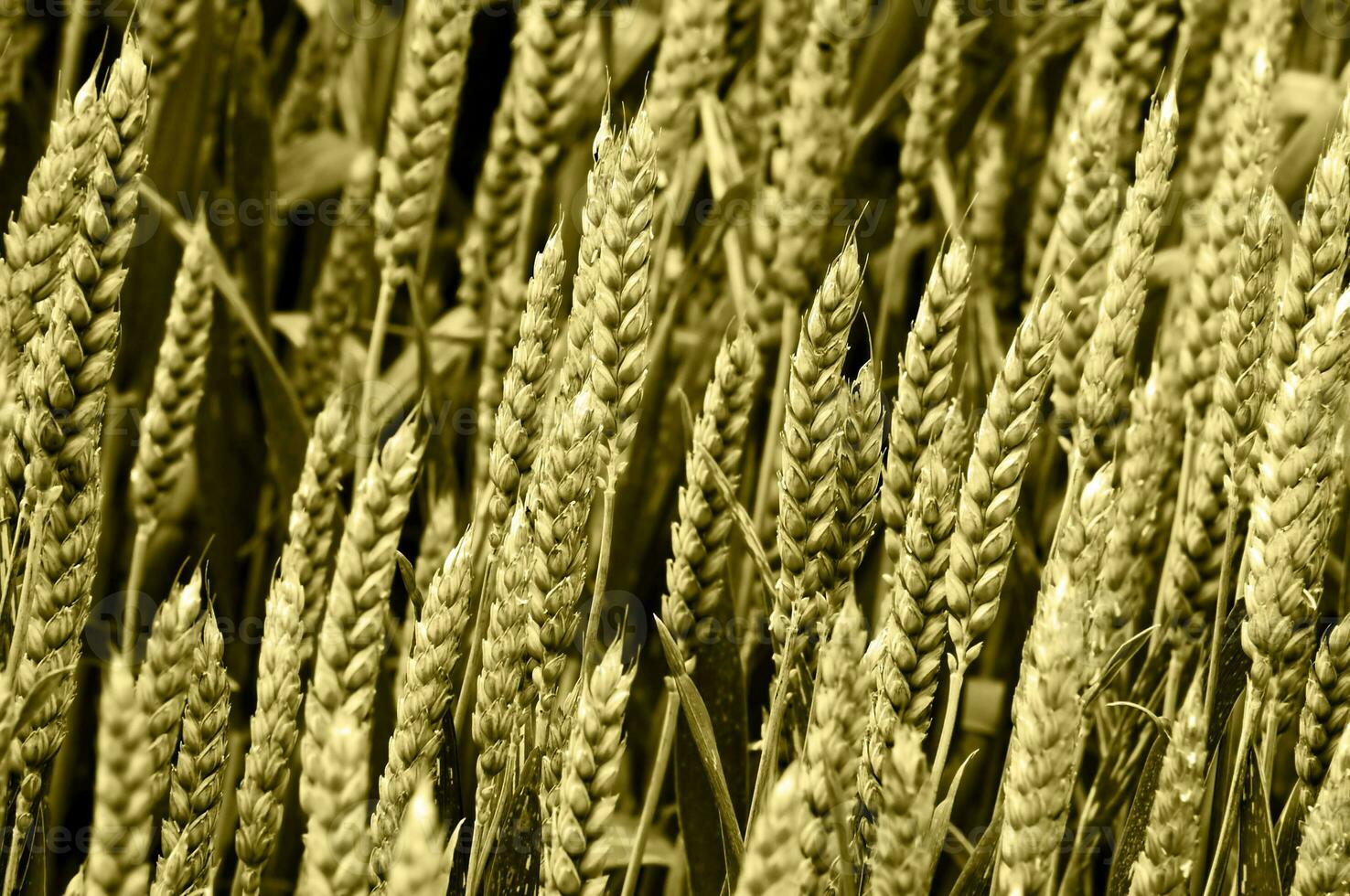 Close up of Green Wheat photo