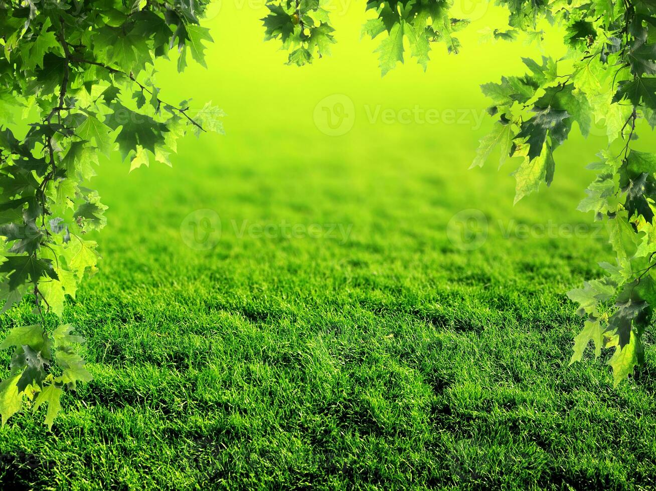 Lawn in the spring photo