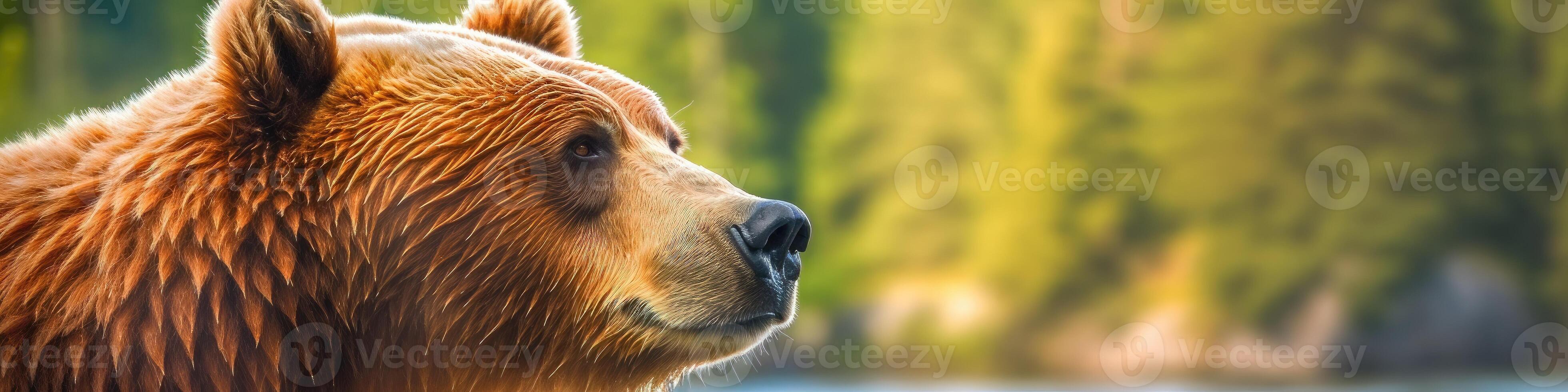 Brown bear - photo