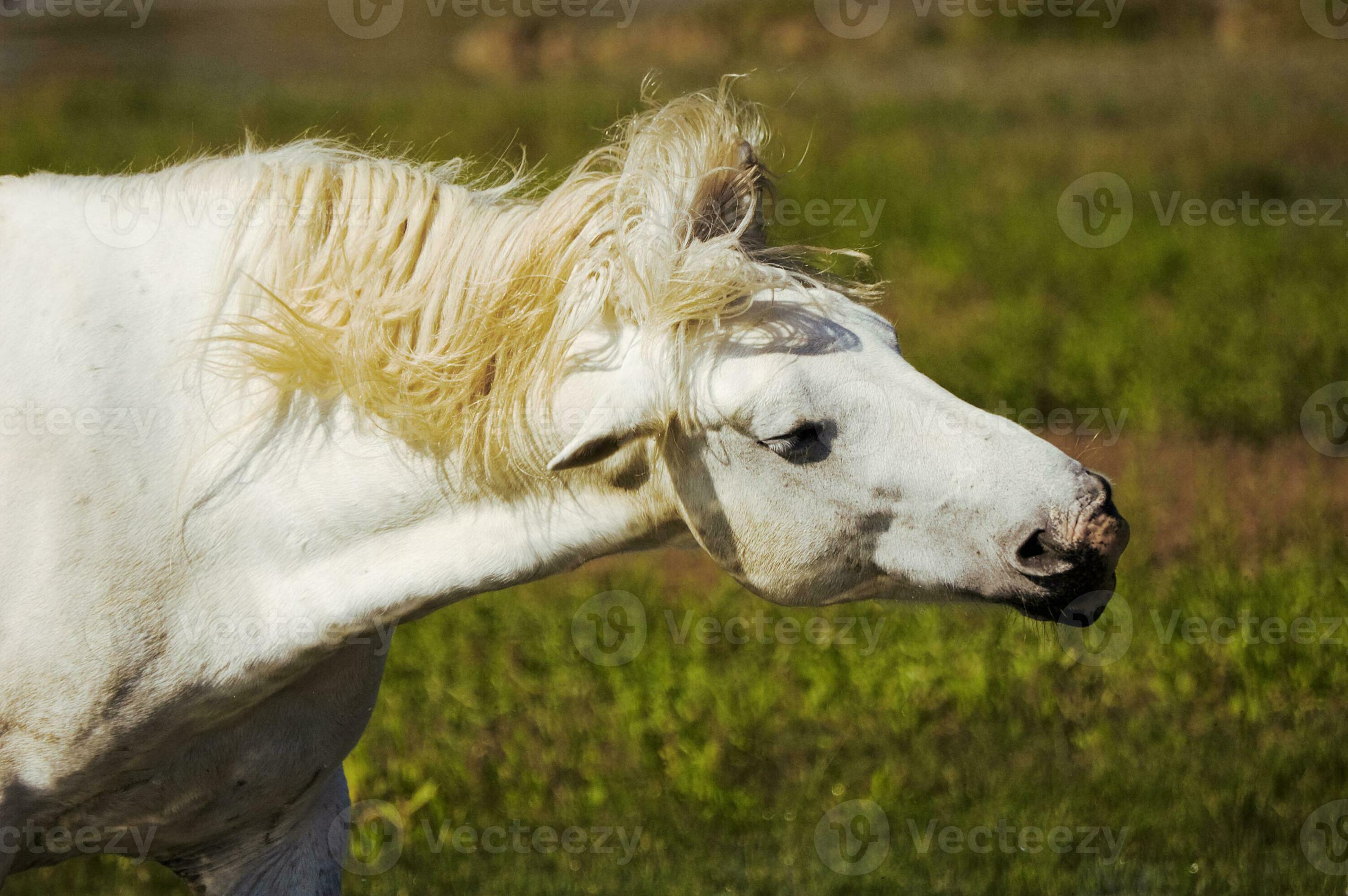 White Horse Shaking Head 26293972 Stock Photo at Vecteezy
