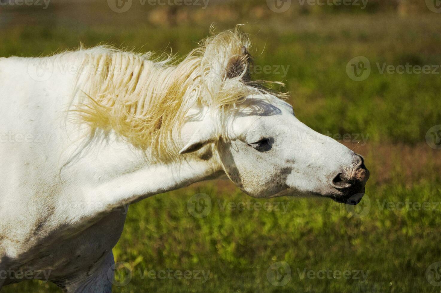 White Horse Shaking Head 26293972 Stock Photo at Vecteezy