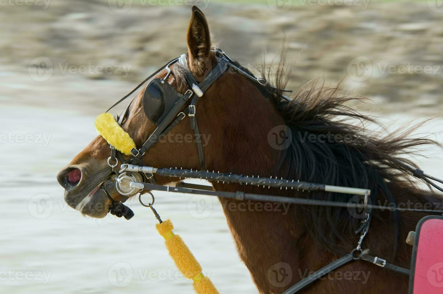 Riding Horse Close up photo
