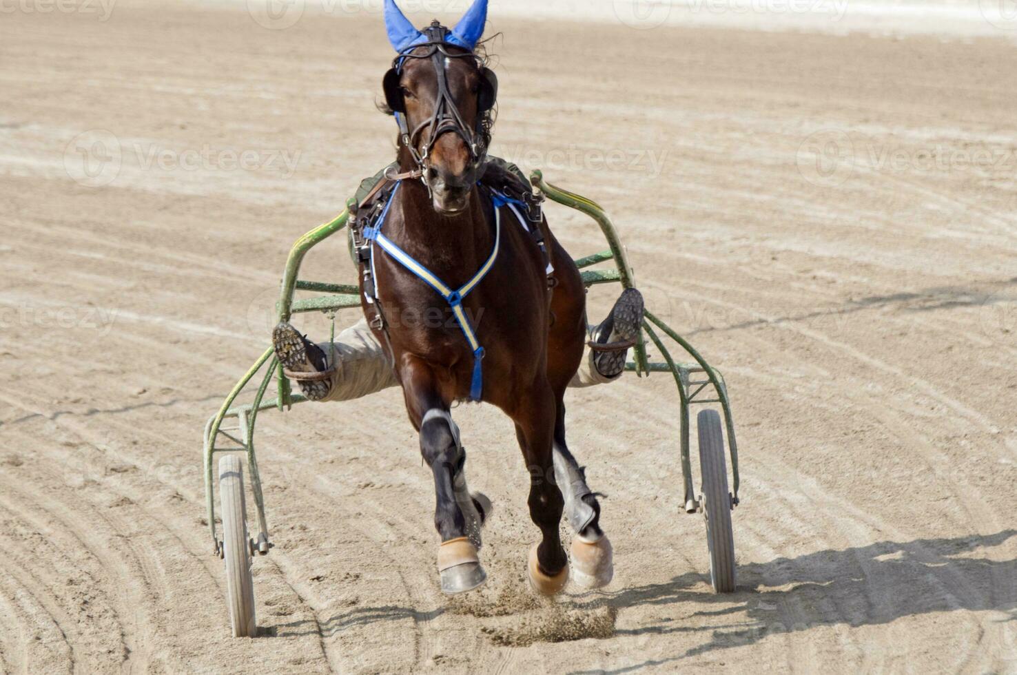 Horse Trotting with Harness photo