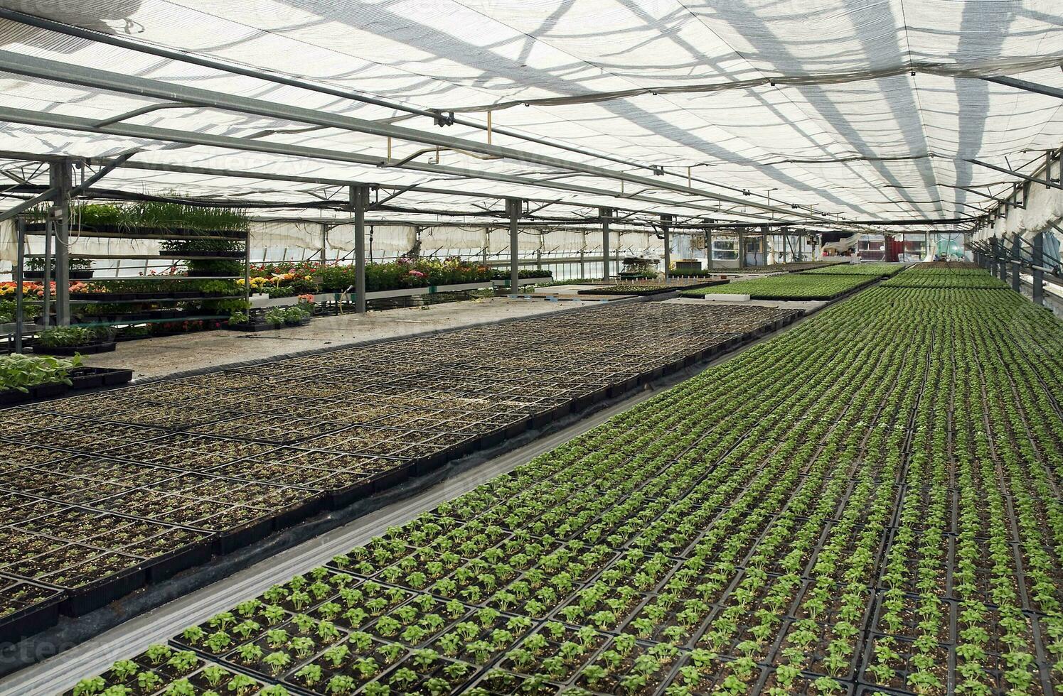 Small plants in a Greenhouse photo