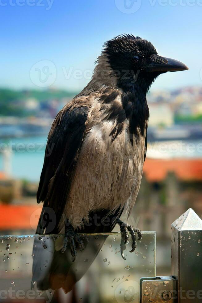 Wet gray crow photo