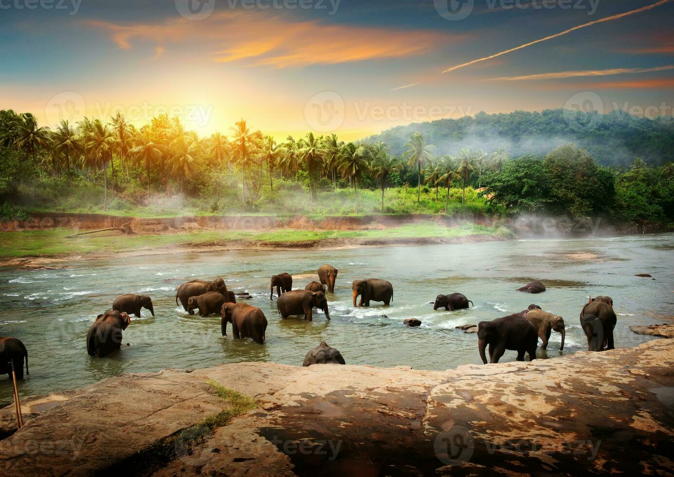 Elephants in Sri Lanka photo