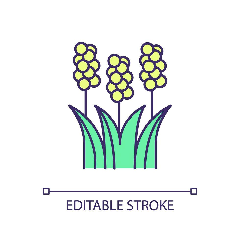 Sorghum plant RGB color icon. Cereal grain. Agriculture industry. Tropical grass. Garden perennial. Crops grown. Isolated vector illustration. Simple filled line drawing. Editable stroke