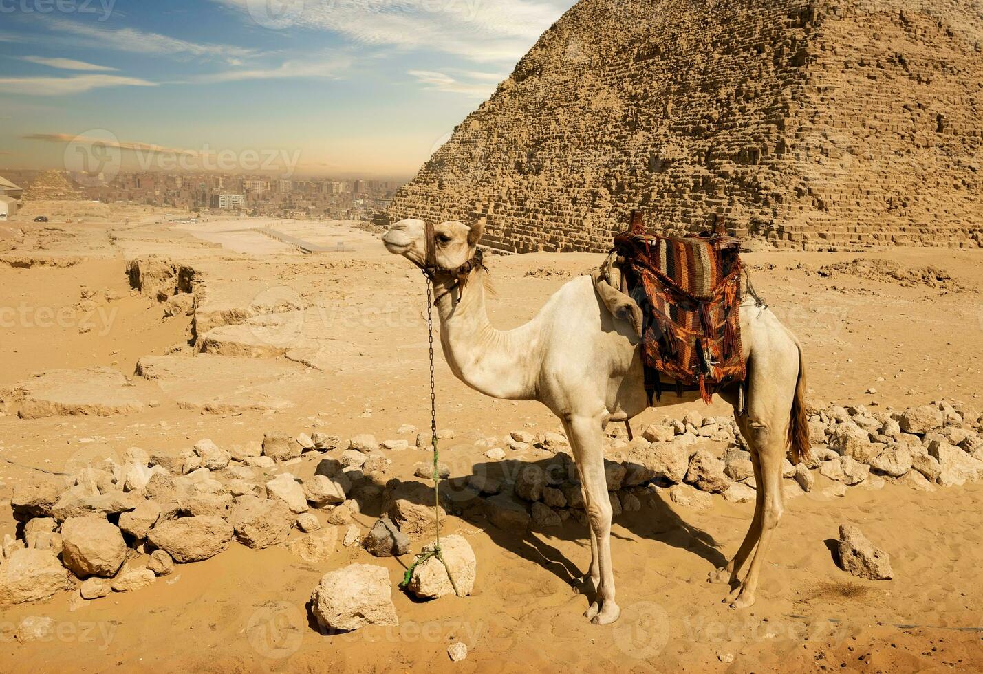 Camel near ruins photo