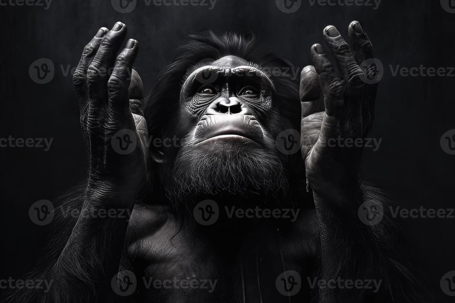 Intense primate portrait in black and white - photo