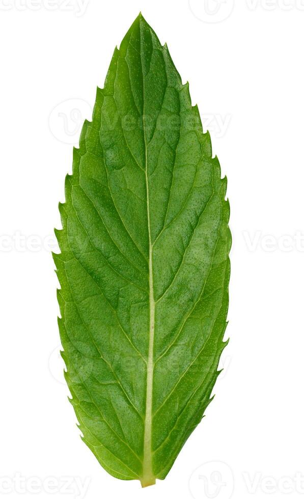 Green mint leaf on white isolated background, close up photo