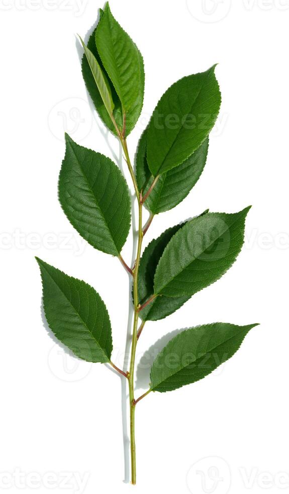 Branch with green leaves of cherry on a white background photo