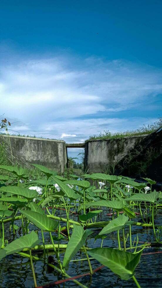 paisaje foto, col rizada en el medio de un abandone foto