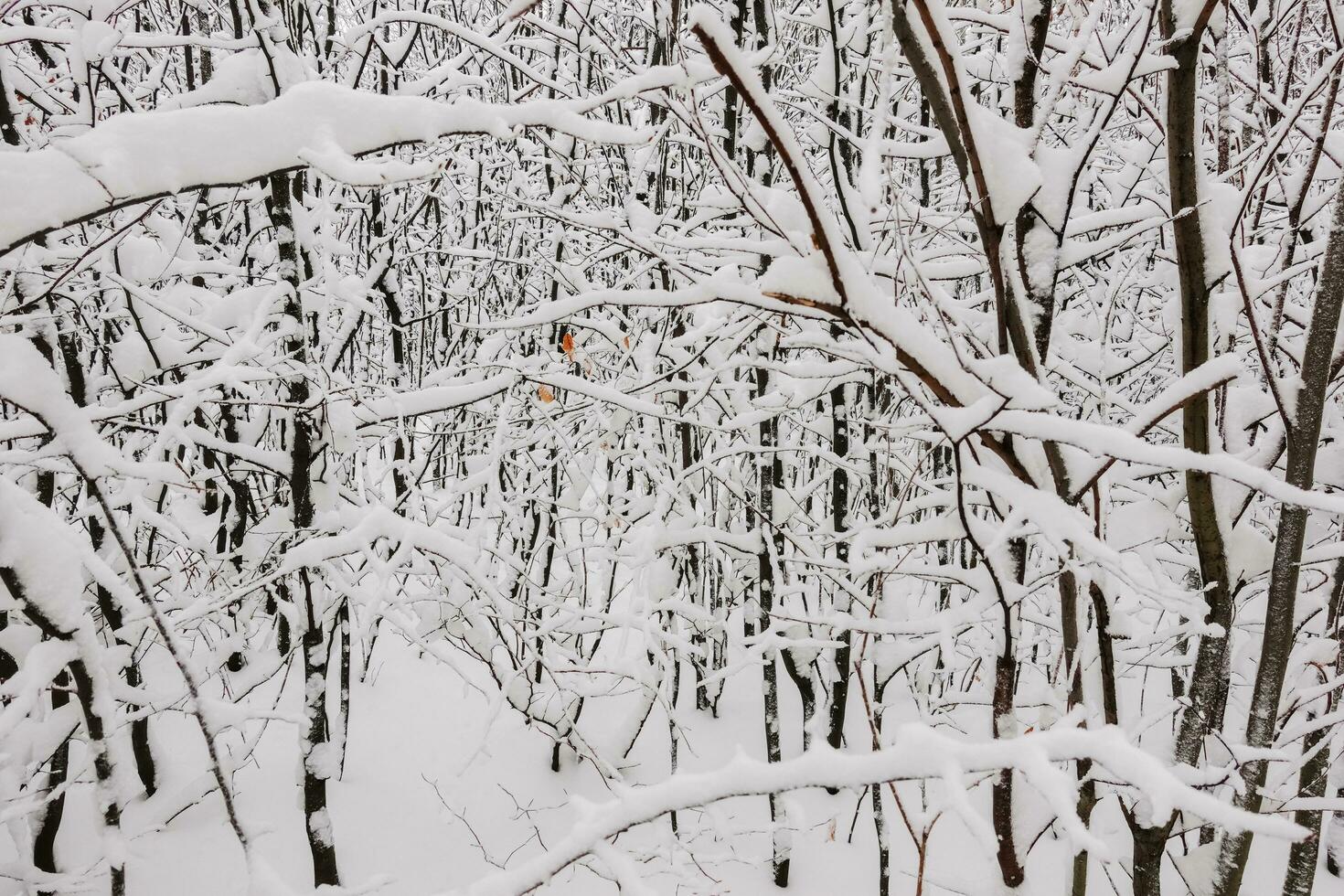 lot of shrub and trees with lot of snow in the winter photo