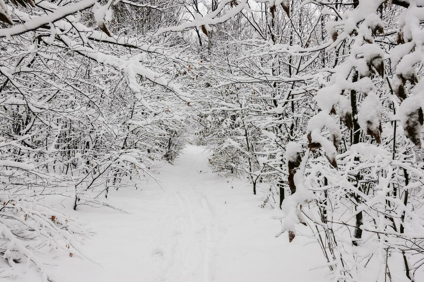 path with lot of snow in a forest during hiking photo