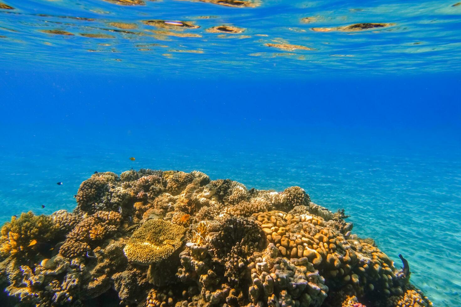 clear blue sea water and a reef with corals during snorkeling in egypt photo