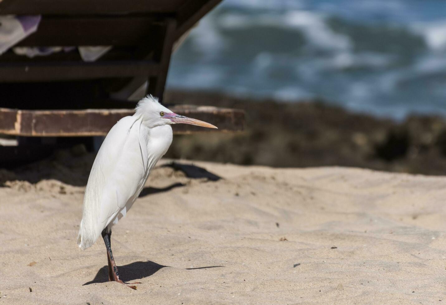 reef egret standing in the sand from the beach in egypt photo