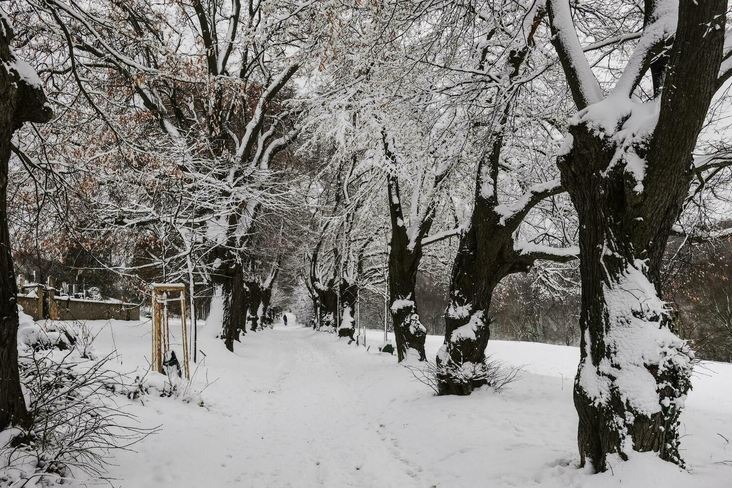 antiguo avéne con muchos tilo arboles y maravilloso nieve durante excursionismo foto