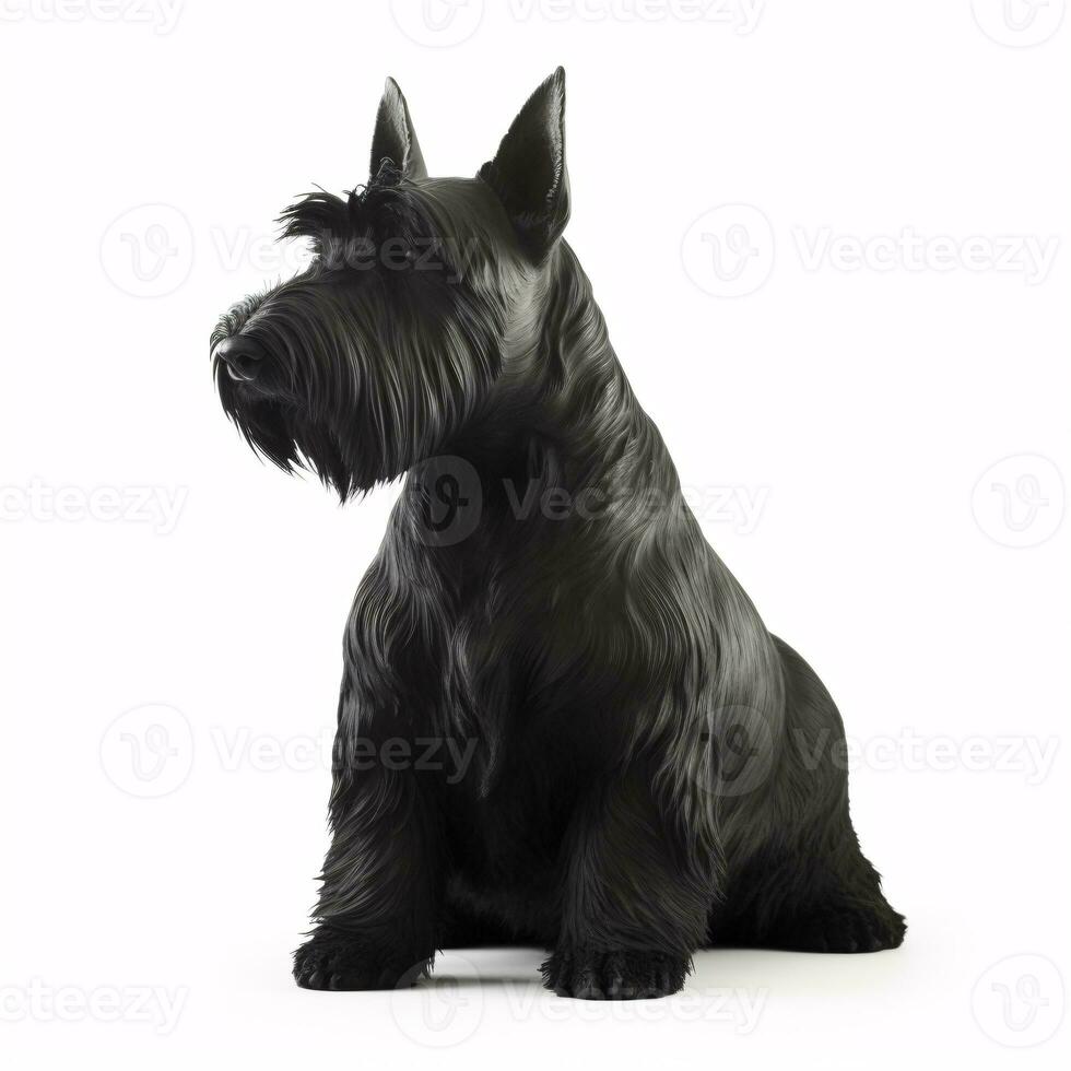 Scottish terrier breed dog isolated on a bright white background photo